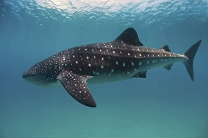 Whale shark (Rhincodon typus), Southern Leyte