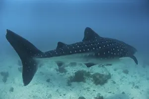 Whale shark (Rhincodon typus), Southern Leyte
