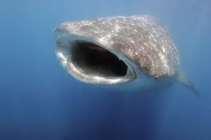 Whale shark (Rhincodon typus) swallows plankton