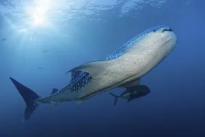 Whale shark (Rhincodon typus) swimming against the light