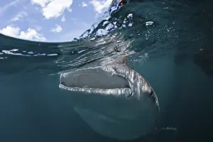 Whale shark (Rhincodon typus), Triton Bay