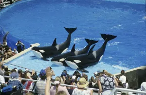 Whale show, killer whale, orca