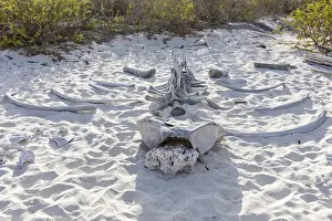 Category Historic EN Prints: Whale skeleton, Gardner Bay beach
