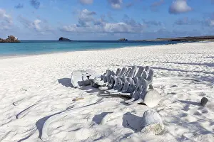 Category Historic EN Prints: Whale skeleton, Gardner Bay beach