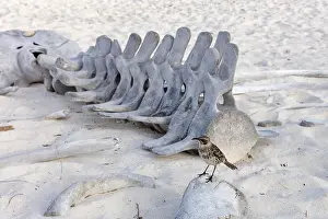 Category Historic EN Prints: Whale skeleton, Gardner Bay beach