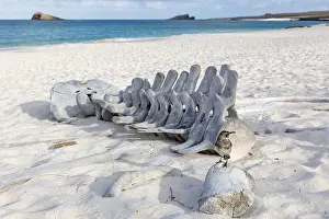 Category Historic EN Prints: Whale skeleton, Gardner Bay beach