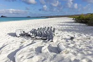 Category Historic EN Prints: Whale skeleton, Gardner Bay beach