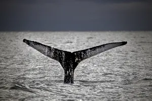 Whale-watching tour, whale watching tour