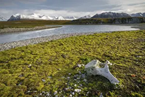 Whalebone, small lake, snowy mountains