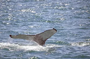 Whale's fin emerges in the glittering ocean