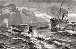Whaling at the Siberian coast with a harpoon fired from a cannon