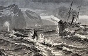 Whaling at the Siberian coast with a harpoon fired from a cannon