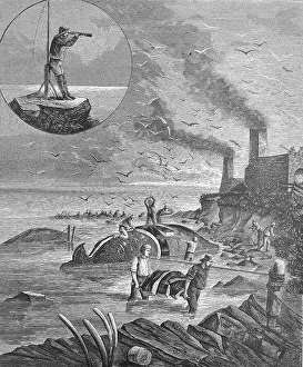 A whaling station, whaling, on the coast of California