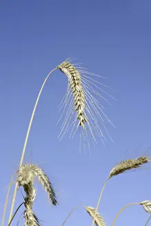 Wheat or common wheat (Triticum aestivum)