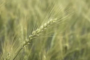 Wheat crop in the field, India