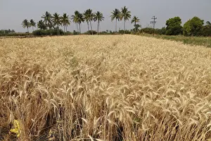 Wheat crop, kolhapur, Maharashtra, India, Asia