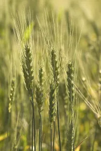 Wheat crop, Triticum, Padhegaon