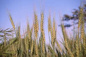Wheat Crops