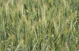 Wheat crops in field, India