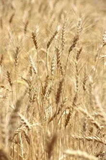 Wheat crops ready for harvest in field, India