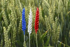 Wheat, ears of wheat with the colours of the French national flag