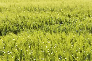 Wheat Field