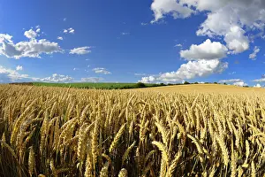 Wheat field under blue sky with cumulus clouds