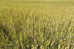 Wheat Field in a Sunny Day in Switzerland