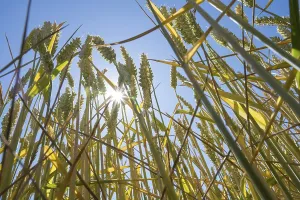 Wheat field (Triticum), frog perspective