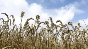 Wheat with ripe ears, Naumburg, 26.07.2025