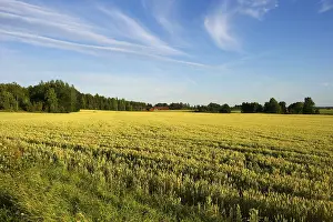 Wheat (Triticum aestivum) ripening crop in field