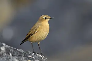Wheatear (Oenanthe oenanthe)