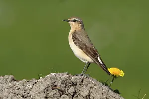 Wheatear (Oenanthe oenanthe)