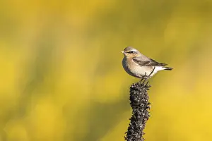 Wheatear (Oenanthe oenanthe)
