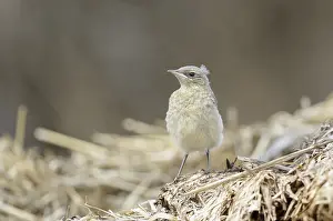 Wheatear (Oenanthe oenanthe)