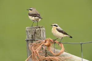Wheatears (Oenanthe oenanthe)