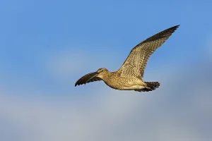 Whimbrel, Animals, Birds, (Numenius phaeopus)