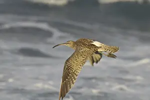 Whimbrel (Numenius phaeopus)