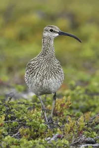 Whimbrel (Numenius phaeopus), adult bird