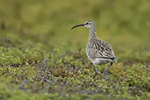 Whimbrel (Numenius phaeopus), adult bird