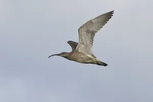 Whimbrel (Numenius phaeopus) flying