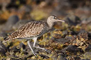 Whimbrel (Numenius phaeopus), Fuerteventura