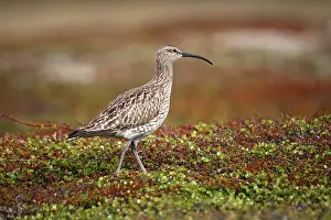Whimbrel (Numenius phaeopus), treeless tundra in the north of Norway