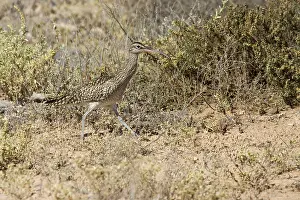 Whimbrel (Numenius Phaeopus) in the wild