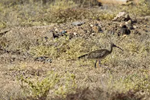 Whimbrel (Numenius Phaeopus) in the wild