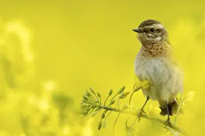 Whinchat, Hesse, Whinchat (Saxicola rubetra)