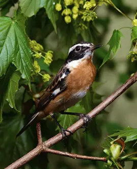 Whinchat (Saxicola rubetra), male