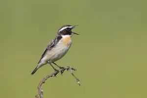 Whinchat (Saxicola rubetra), singing male