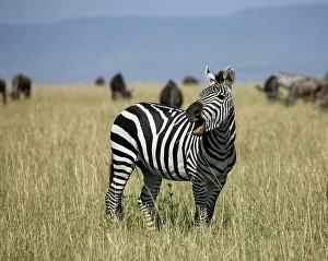 Whinnying Plains zebra (Equus burchelli)