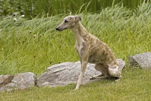 Whippet